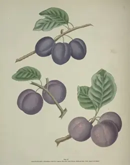 Plum Varieties Drucke: The Plum