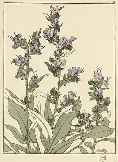 Plumbago