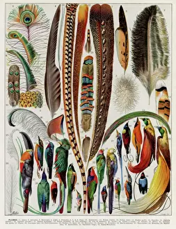 Bird Feathers Drucke: Plumes - feathers