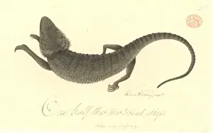 Thomas Watling Collection Drucke: Pogono barbata, bearded dragon