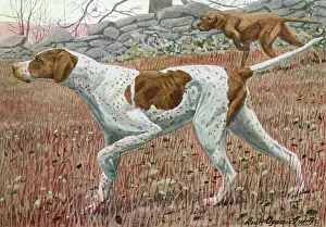Drucke von Fingerzeiger im klassischen Punktstil Datum: 20. Jahrhundert Gundog Drucke: Pointer