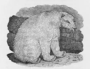 Cold Climate Animals Drucke: Polar Bear (Bewick)