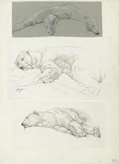 Historical Animal Illustrations Online Drucke: Polar Bear Studies