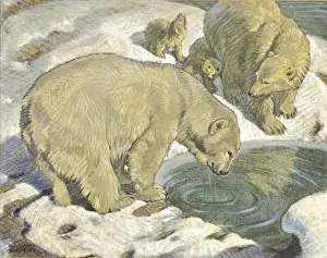 Polarbären