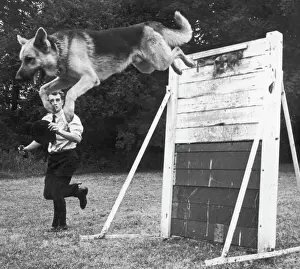 Drucke von Ein deutscher Rottweiler-Polizeihund springt über eine Hürde während eines Trainings. Datum: Ende der 1960er Jahre Verwandte Bilder Drucke: Deutscher Polizeihund