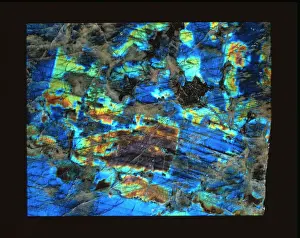 Polished Labradorite Drucke: Polished slab of labradorite