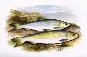 Victorian Fish Species Drucke: Pollan and Powan