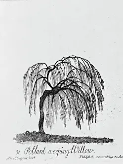 Drucke von Platte 31 aus dem Buch Die Form und Rüstung von dreißigzwei Arten der Bäume, veröffentlicht im Jahre MDCCLXXI durch A. Cozens Alexander Cozens Drucke: Weigelpollard