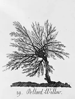 Weichselweide
