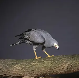 Polyboroides typus, afrikanischer Harrierschwalbenhuhn