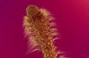 Annelid Animal Drucke: Polychaete worm