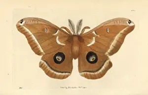 Drucke von Der Polyphem-Maulwurm (Antheraea polyphemus), handgefärbte Kupferstich aus 'The Naturalist's Miscellany', von George Shaw und Frederick Nodders in London Polyphem-Motte Drucke: Polyphemusschmetterling, Antheraea polyphemus