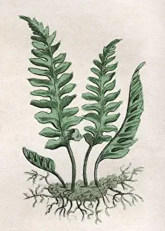 Historical Botany Prints Drucke: Polypodium Vulgare
