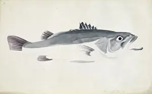 Polyprion oxygenios, hapuku