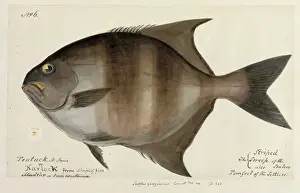 Drucke von Ein von den Ursprüngen aus Wasserfarben gemalten Zeichnung eines Tieres der Klassen Mammalia R Drucke: Fischmünzeillustration