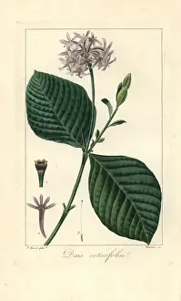 Handcolored Prints Drucke: Pompom tree, Dais cotinifolia