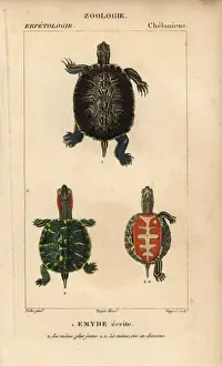 Historical Animal Illustrations Drucke: Pond slider turtle, Trachemys scripta