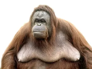 Orang-Utan Pygmäus