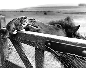 Funny Farm Animals Drucke: Pony and Kitten