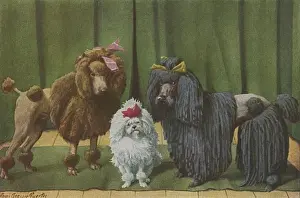 Poodle Breeds Drucke: Three Poodle Specimens