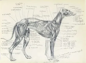 Zeichnungen Drucke: Anatomie eines Greyhounds