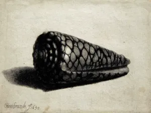 Drucke von Rembrandt Harmenszoon van Rijn (1606-1669). Niederländischer Maler. Die Schale (Conus marmoreus), 1650. Rijksmuseum, Amsterdam, Holland Rembrandt Drucke: Die Schale (Conus marmoreus), 1650 von Rembrandt (1606-1669)