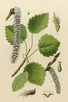 Populus Tremula