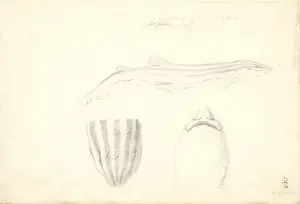 Captain Cook Voyage Artwork Drucke: Poroderma africanum