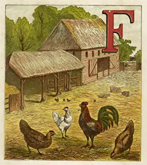 Farmyard Birds Drucke: Poultry in Farmyard 1867