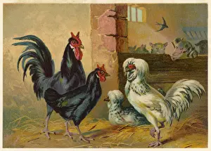 Rare Bird Species Pictures Drucke: Poultry in a Yard