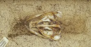 Insect Anatomy Drucke: Preparation of skeleton