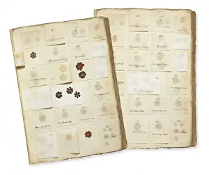 Primulaceae Family Plants Drucke: Pressed Auricula specimens