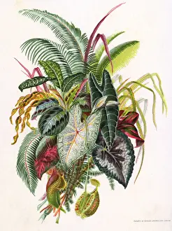 Tropical Plant Leaves Drucke: Pretty Foliage
