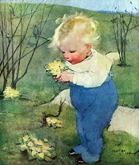 Primeln von Muriel Dawson