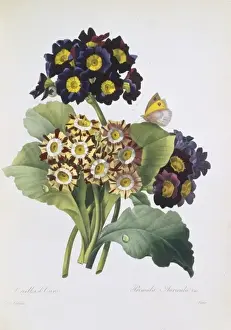 Primulaz Aurikula, Primrosen