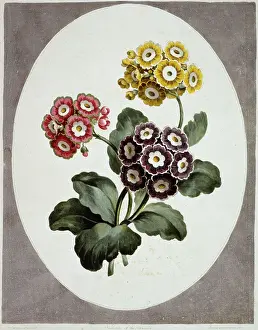 Drucke von Blatt 78 aus der Sammlung Blumen (1795) von John Edwards. Gezeigt im Bibliothek für Pflanzen des Naturhistorischen Museums, London Botanische Drucke: Auriculaprimelze