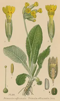 Primula Officinalis Drucke: Primula Officinalis