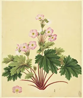 John Reeves Collection Drucke: Primula sinensis