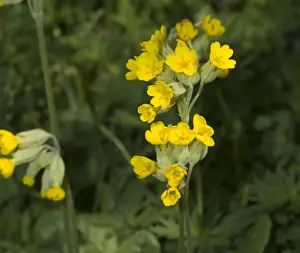 Cowslip Flower Drucke: Primula veris, cowslip