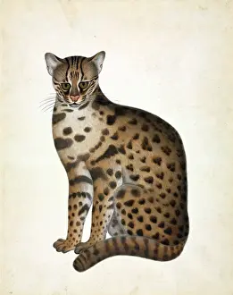 Wildtiere Aquarellbilder Drucke: Leopardenkatze (Bengalenleopard)