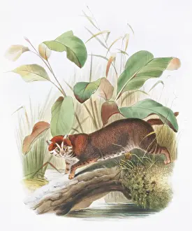 Drucke von Felis planiceps. Tafel aus 'A Monograph of the Felidae, oder Familie der Katzen', 1833, von Daniel Giraud Elliot Planiceps Drucke: Flachköpfiger Katzenhai (Prionailurus planiceps)