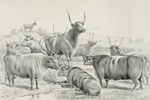 Long Horned Cattle Drucke: A prize herd