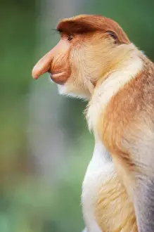 Drucke von Rüsselaffe/Nasenaffe Affe (Nasis larvatius) Proboscis-Affe Drucke: Riesenmondaffe