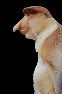 Drucke von Riesennasenaffe - Seitenansicht des Gesichts (Nasalis larvatus) Proboscis-Affe Drucke: Riesenhalsmondaffe - Seitenansicht des Gesichts