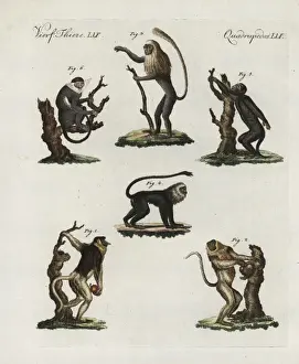 Drucke von Proboscis-Makake, Königskolobus, Tamarinschwein, Lauter und Langur Brüllaffe Drucke: Proboske Monkay König Kolubus Tamarine Hulwer und Langur