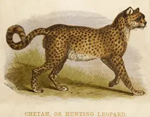 Wild Cheetahs Drucke: Profile of a Cheetah