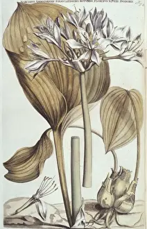 Monocotyledon Flowering Plants Drucke: Proiphys amboinense