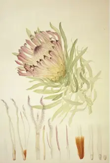 Buchornblume Burchelli
