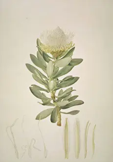 ProteaNitidawagontree