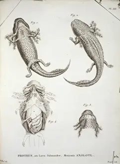Proteus Illustration